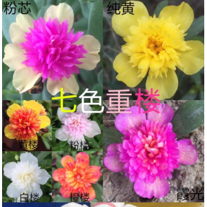 《带花苞》重瓣太阳花重楼阔叶马齿苋四季开花混色花卉阳台盆栽